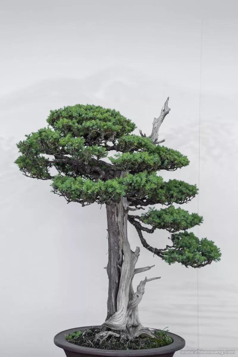 最具古朴苍劲的松树制作盆景妙不可言