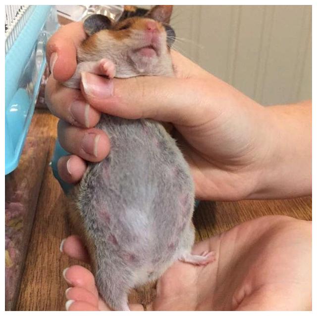 仓鼠怀孕症状图片