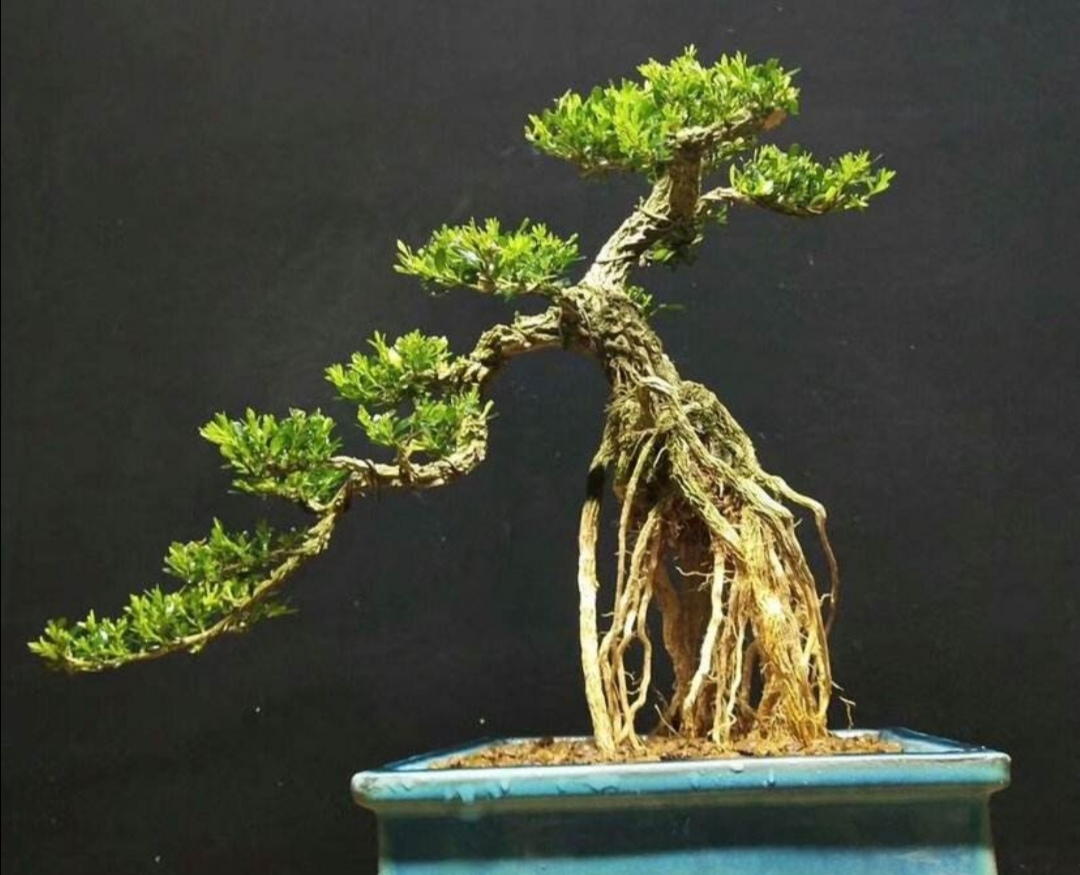 黄杨做成盆景掌握好6个细节打造出自然优美的造型