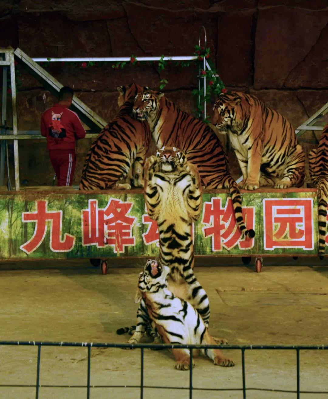 九峰動物園趣味尋蛋硬核科普讓新的一年紅紅火火