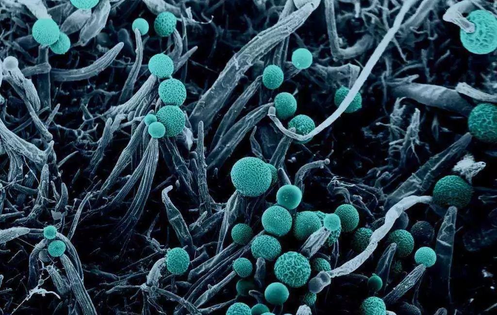 丰富的酿酒微生物