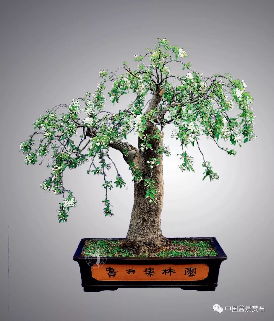 苹果属海棠盆景应该这样养护