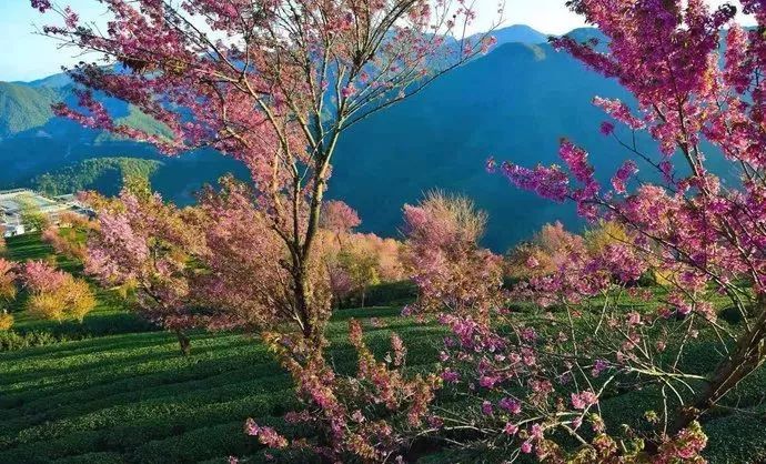 碧海荡漾的翠绿衬托着彩霞般的樱花