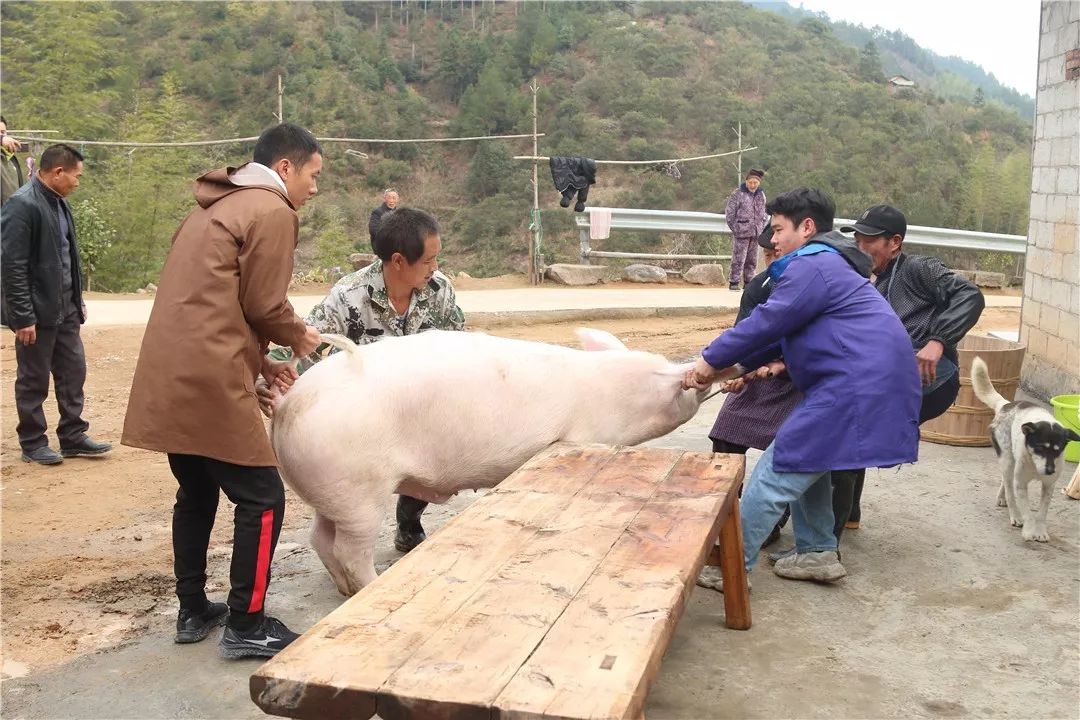 把大家累地够呛这头将近15个月的土猪上磅秤一起请