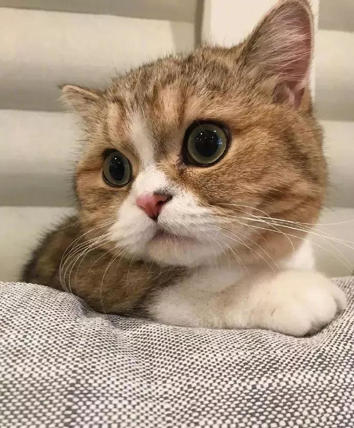 图片[31] - 【xizi被窝段子20200104】要努力 但不要拼命努力 切记切记！ - xizi