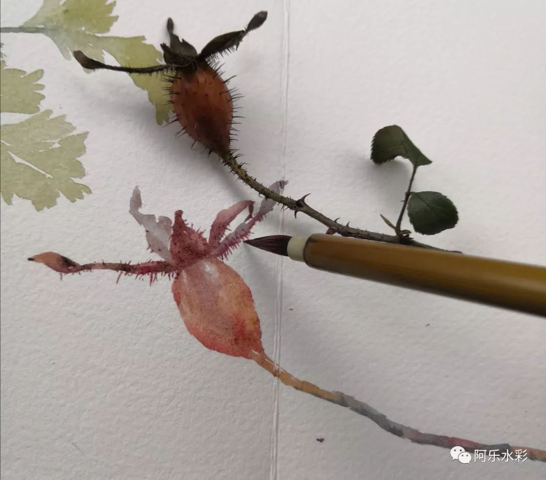简单易学,水彩乡野植物手绘——金樱子