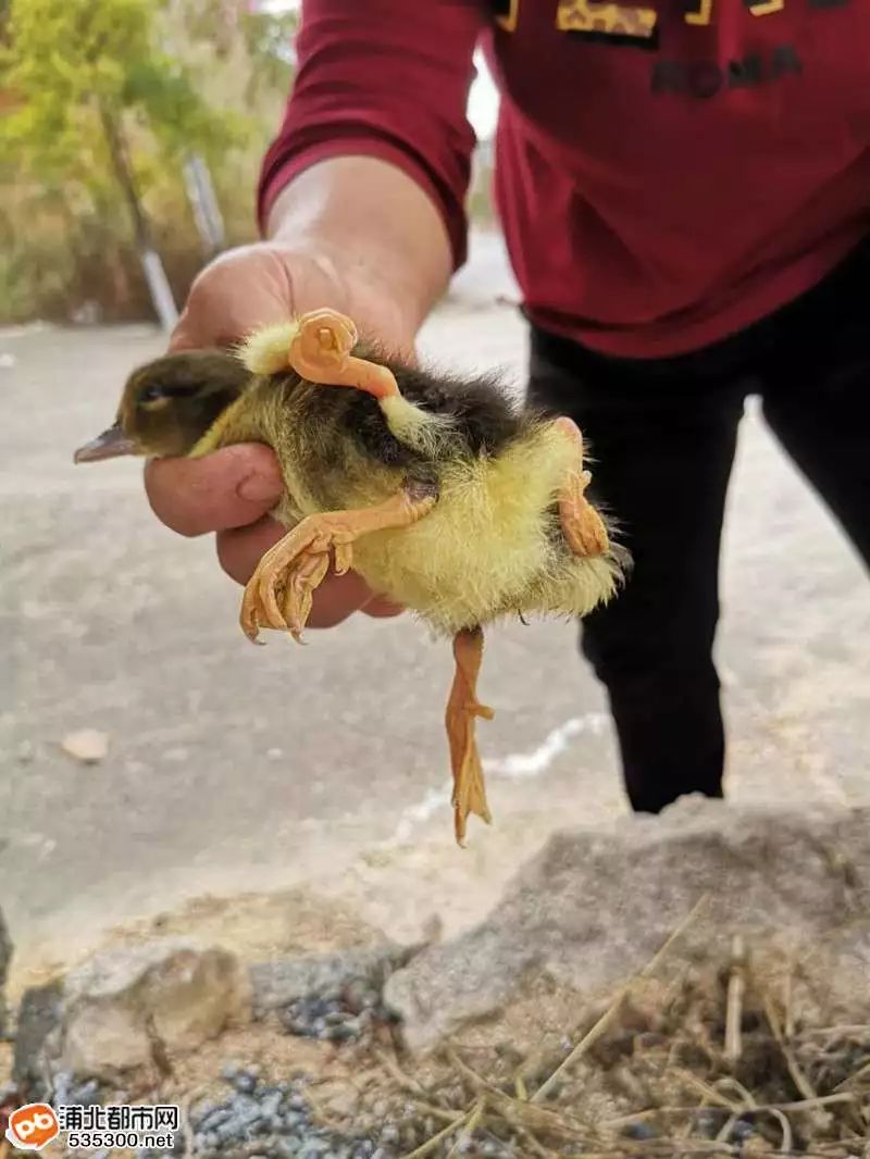 神奇的大自然浦北惊现四只脚的鸭子你见过吗