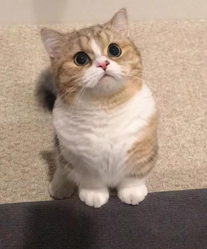 图片[33] - 【xizi被窝段子20200104】要努力 但不要拼命努力 切记切记！ - xizi