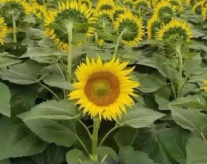 图片[51] - 【xizi被窝段子20200104】要努力 但不要拼命努力 切记切记！ - xizi