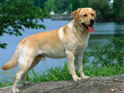 拉布拉多成犬吃什么狗粮对关节好?宠小皮提醒您不要碰到这些误区