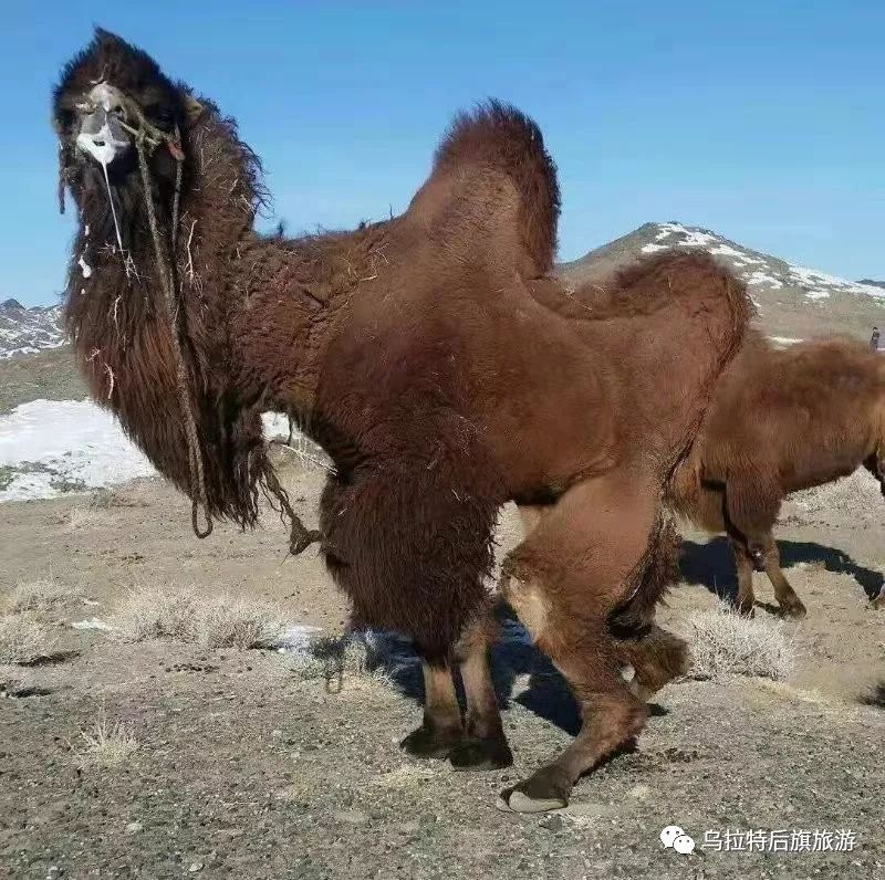 驼王争霸(公驼斗争)2杨文致 摄影呼和 摄影日出夕阳驼队1采风活动内容