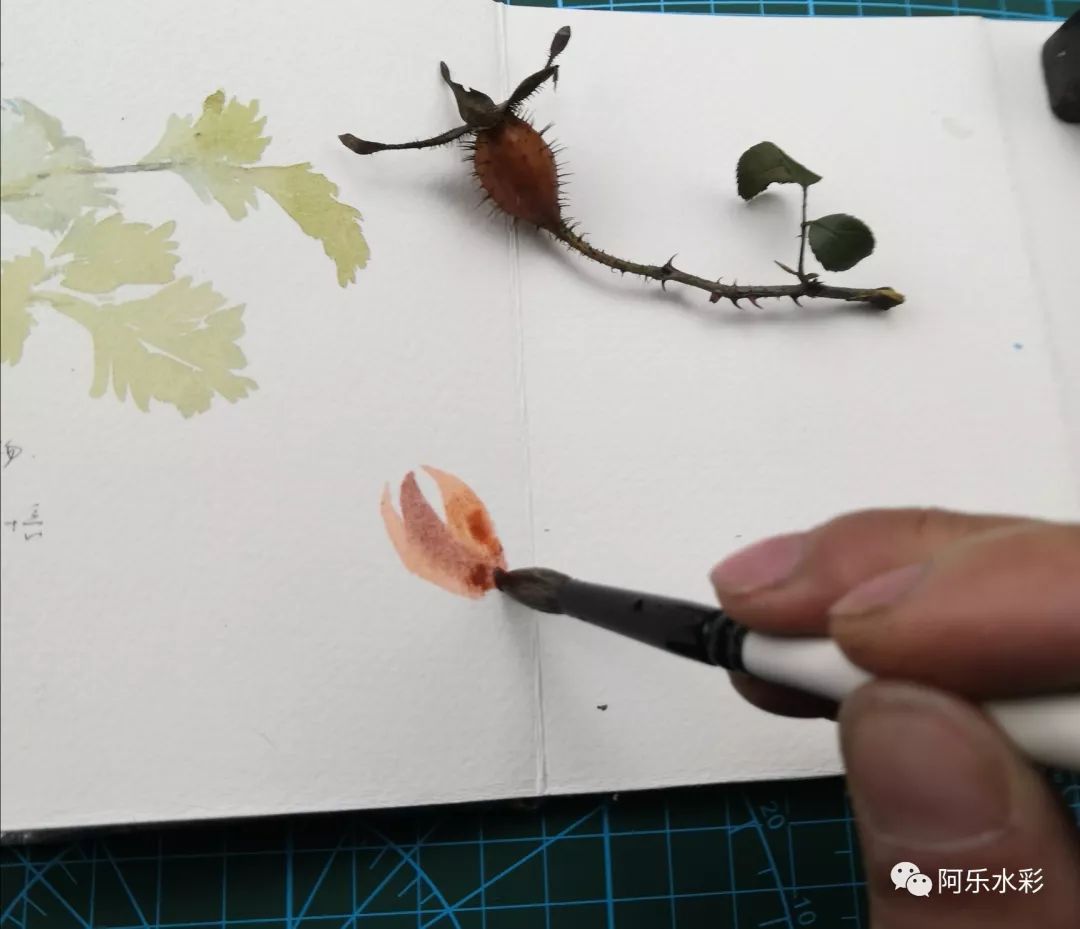 简单易学,水彩乡野植物手绘——金樱子