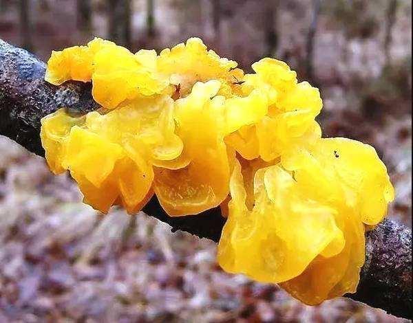 珍稀食用菌金耳,人工栽培,要注意什么?