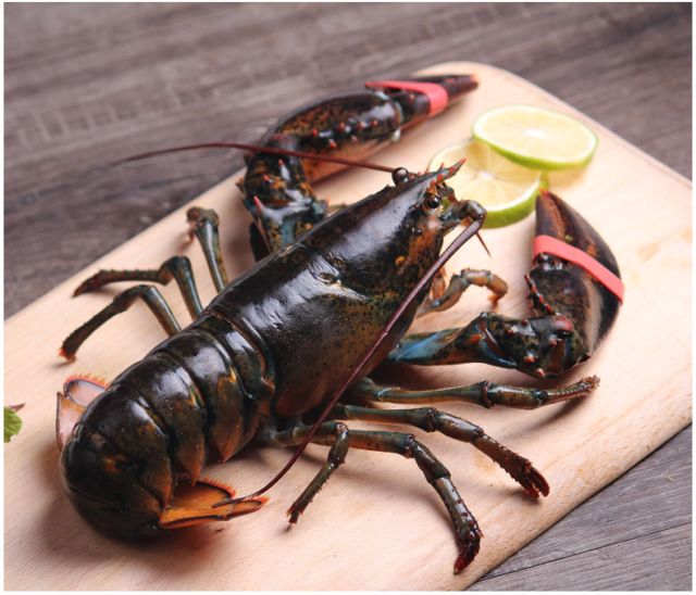 波龙,澳龙,花龙,小青龙不get点海鲜知识怎么闯江湖?