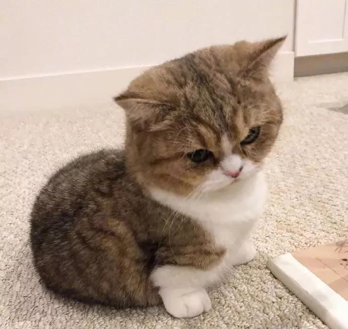 图片[27] - 【xizi被窝段子20200104】要努力 但不要拼命努力 切记切记！ - xizi