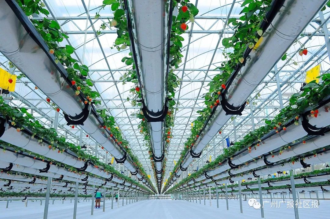 到赤坭镇蓝田村来空中草莓等你来尽情采摘