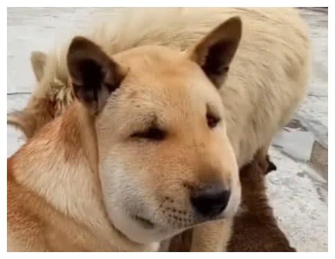 土狗挑衅马蜂窝,结果搞得鼻青脸肿,原谅我不厚道的笑了