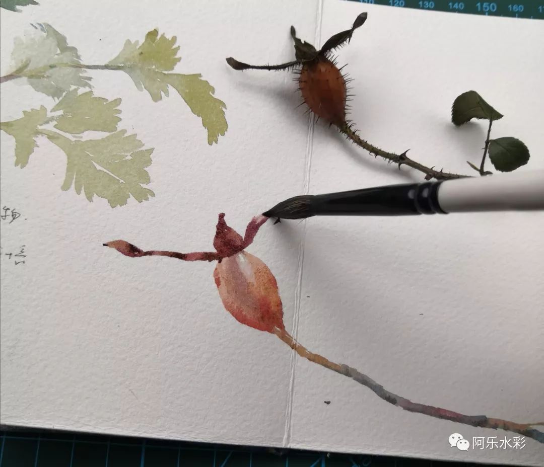 简单易学,水彩乡野植物手绘—金樱子