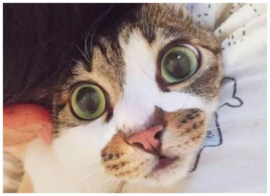 铲屎官制服猫咪,把猫咪裹了一层又一层,猫咪一脸懵圈儿