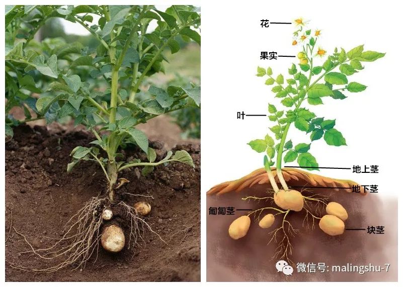 土豆成长记录图图片