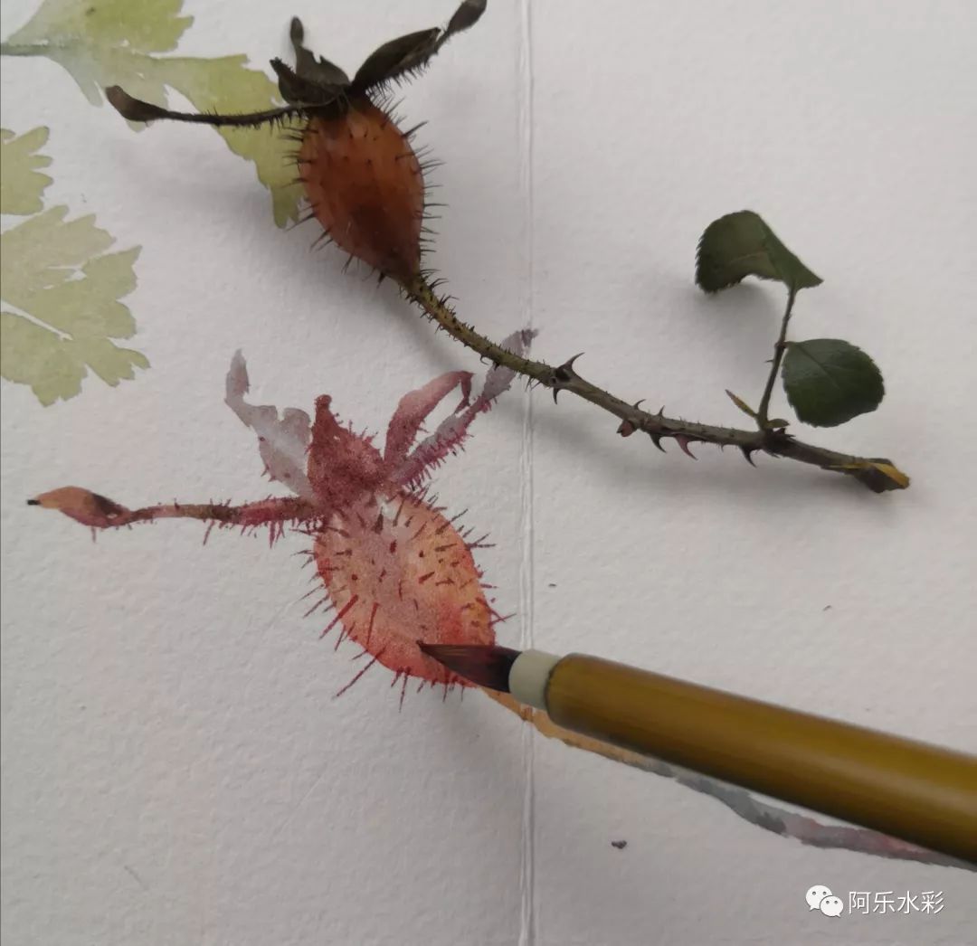 简单易学,水彩乡野植物手绘——金樱子