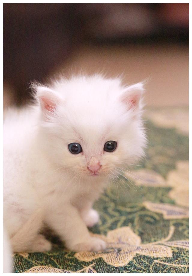 可爱的小奶猫图片卖萌图片