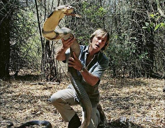 眼镜王蛇是毒蛇之王,最喜欢吃蛇,那么它到底有多大?