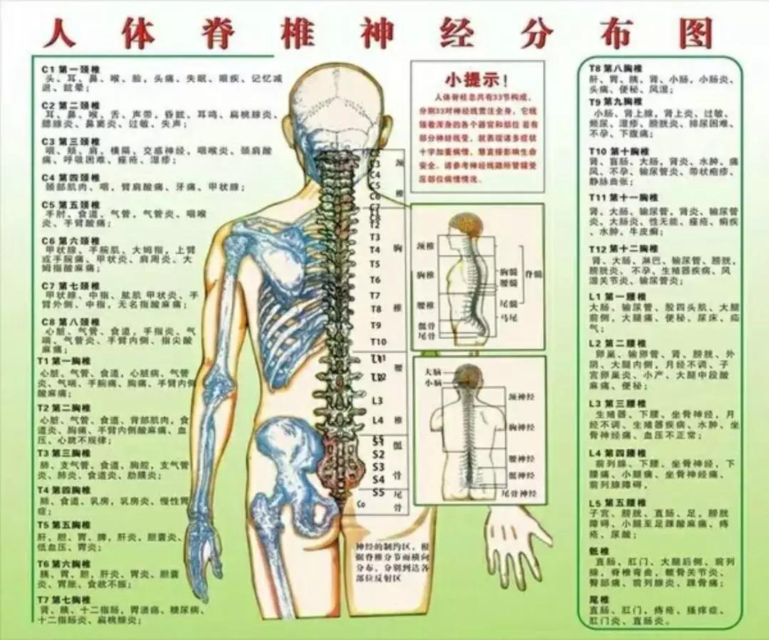 脊柱对应的内脏反射区图片