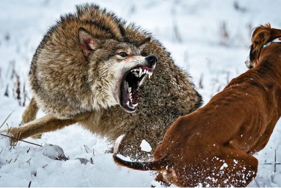 五颜六色:猎狼犬斗狼 | 巨石阵 | 新年天使