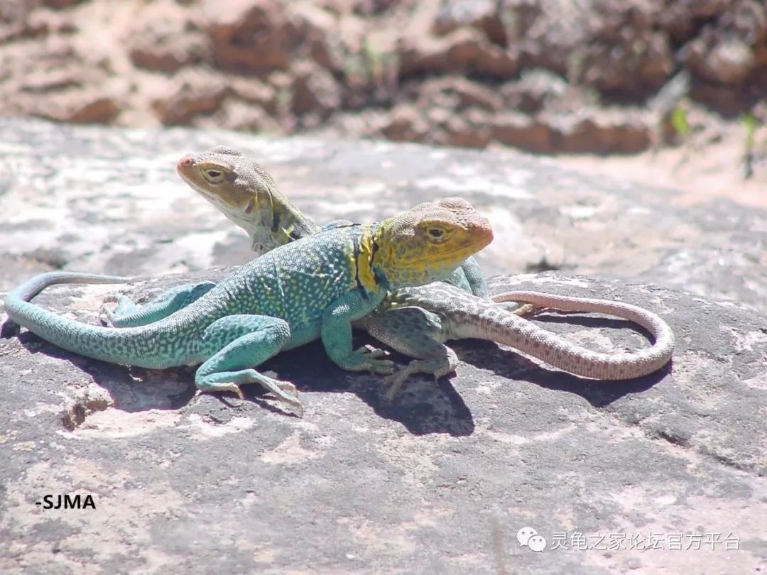 蜥蜴之断尾与再生