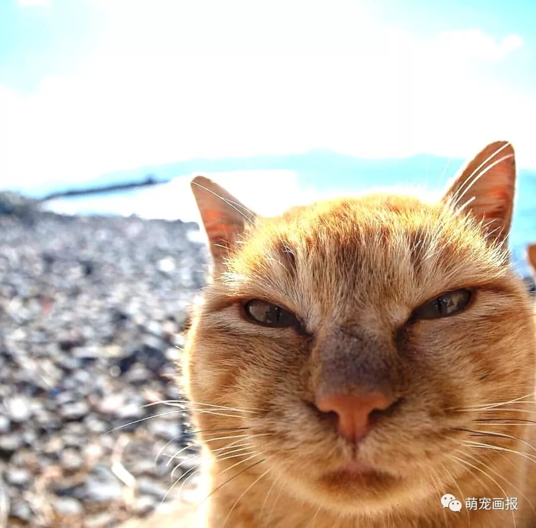 搞笑猫咪图片一箩筐,喵