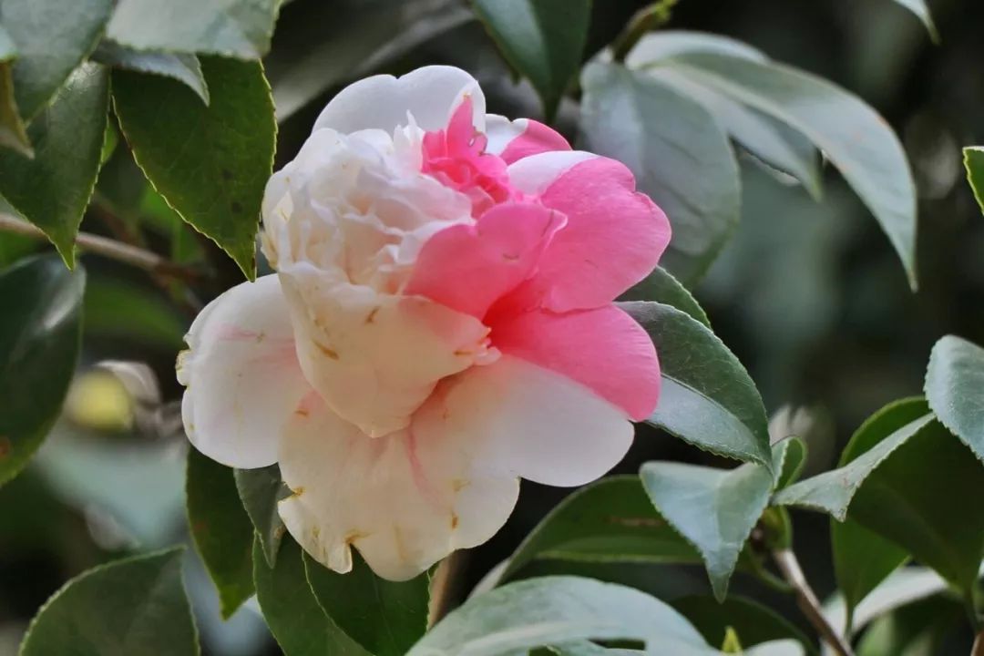 南海800多亩茶花开啦,就在佛山植物园,免费赏