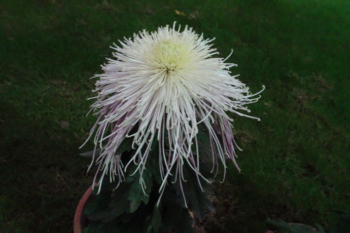 喜欢菊花一定要养盆十大名菊十丈垂帘花型大气灵动飘逸