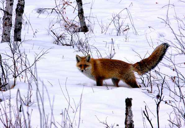 千年火狐出没大兴安岭,百名专家搜山无功而返,真相引起全网怒骂