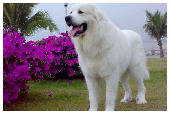 世界名犬no31温柔可爱的大白熊犬雪地中的精灵