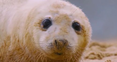 动物的小崽子也太萌了吧这部纪录片猛男看了都会落泪