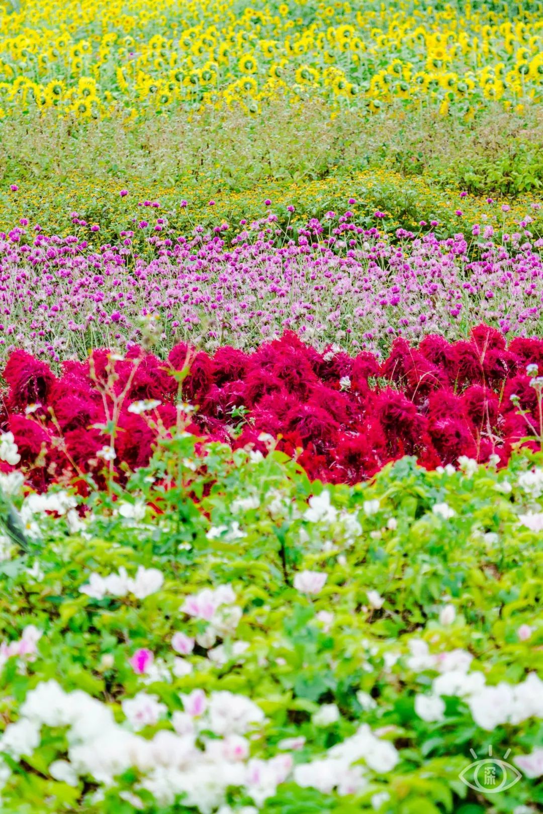 深圳又有花海开了足足15000㎡就在福田