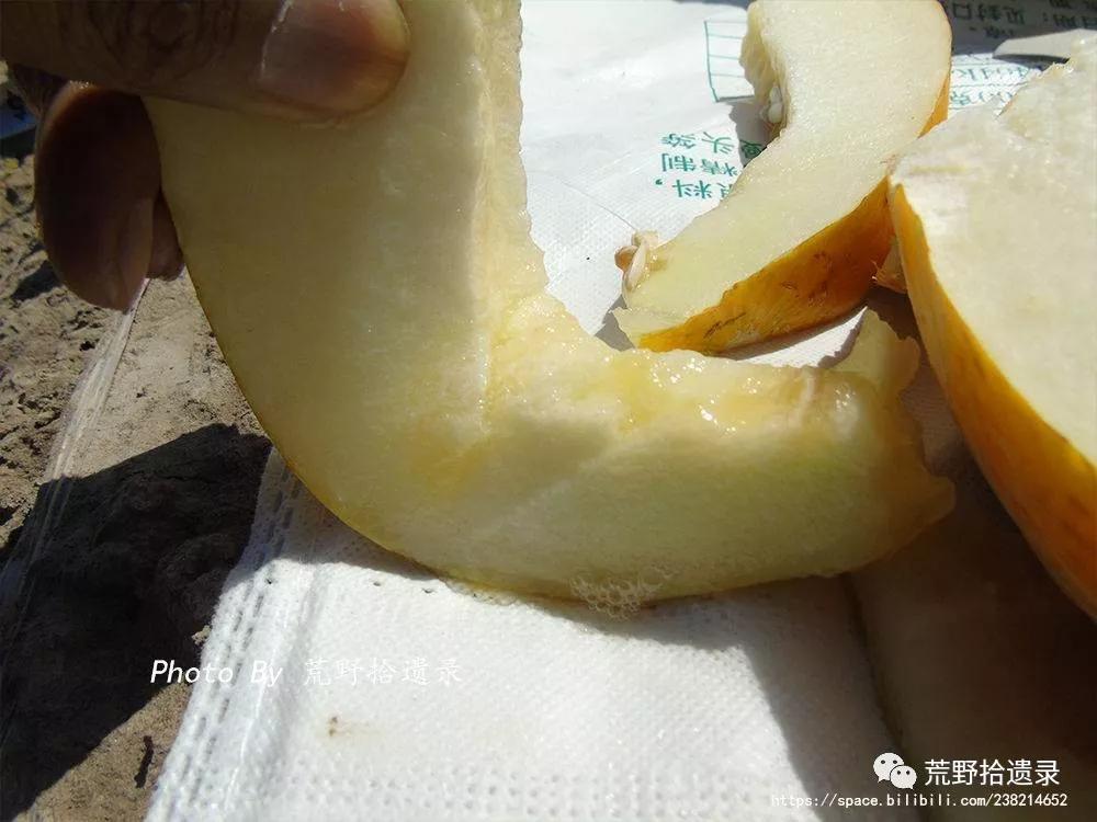 只是新疆最普通的黄蛋子_选育