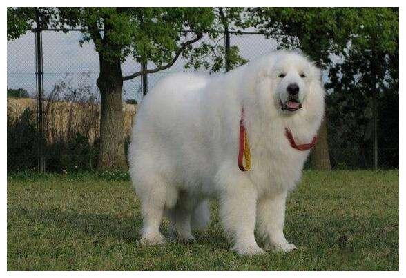 适养人群大白熊犬体型巨大,不适合公寓饲养,即便它对