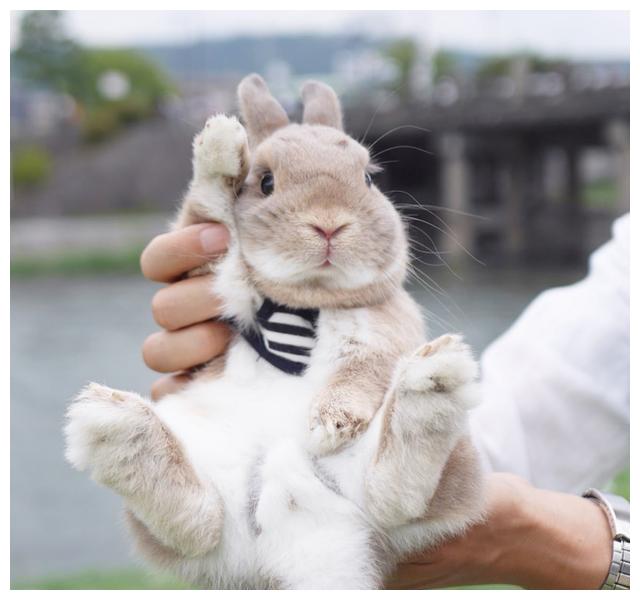 兔子有一对超大耳朵而爆红耳朵竖起来时真的好像狗