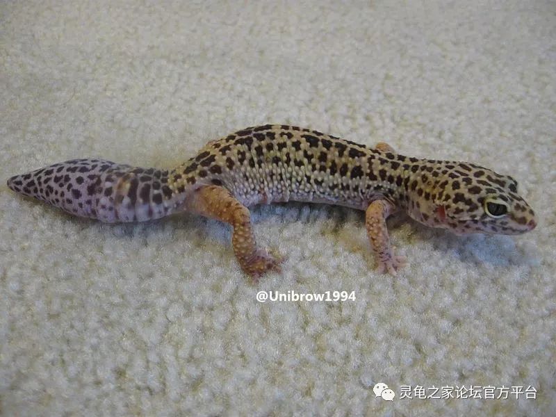 蜥蜴之断尾与再生