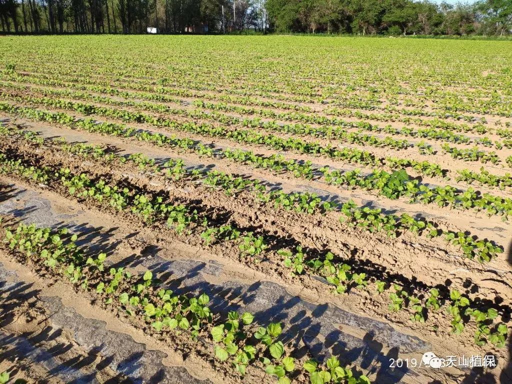 9%,优质棉花是如何种出来的_种植