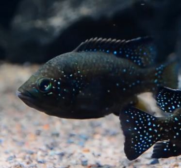 每日一鱼 | 副非鲫,体侧散布金黄色和蓝色斑点