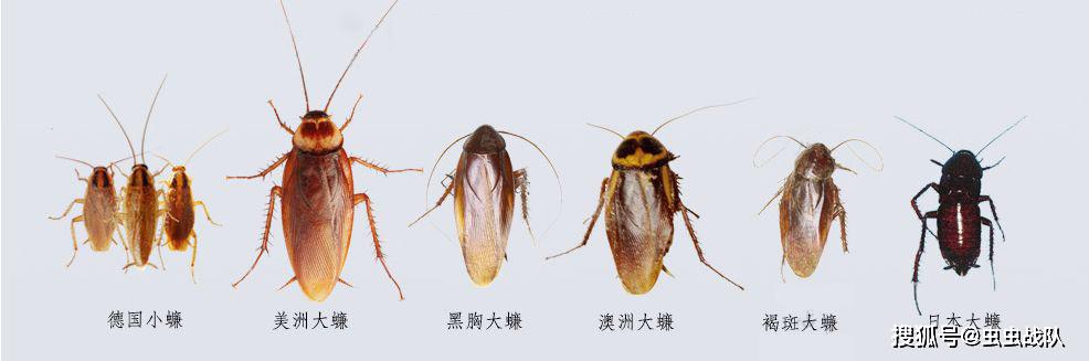 屋里喷什么能驱赶蟑螂