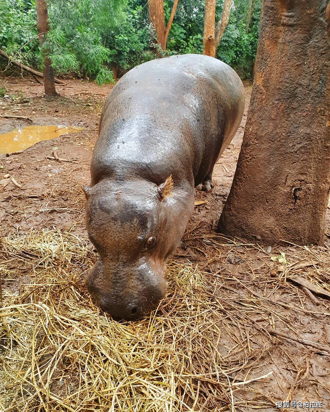 肯尼亚安博塞利国家公园的象群 肯尼亚安博塞利国家公园的小奶豹