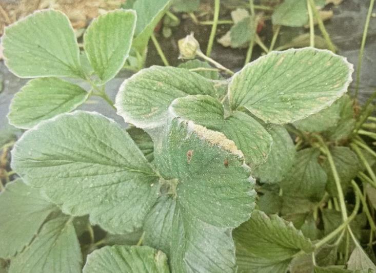 南北方都会发生,其中生物防治方面,智利小植绥螨等捕食螨防治想较好.