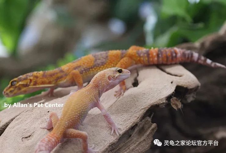 蜥蜴之断尾与再生