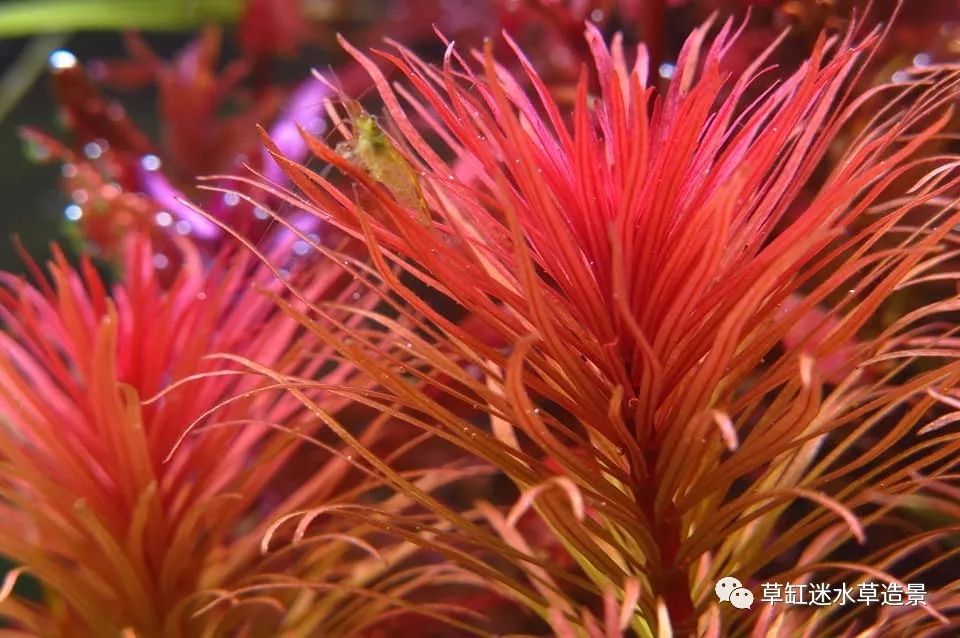 红太阳和古巴叶底红分不清?