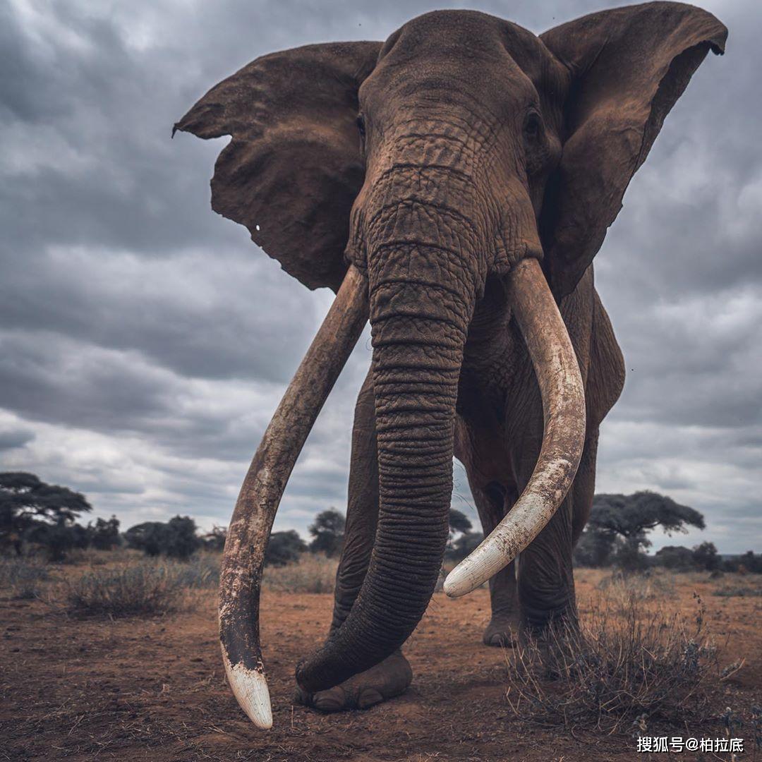 非洲的野生动物园:肯尼亚的美丽景色,大自然之子