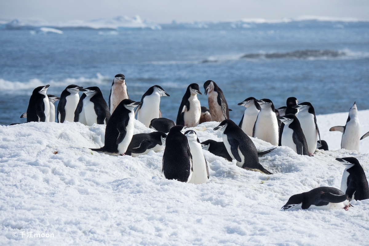南极的这群企鹅天生一副笑模样